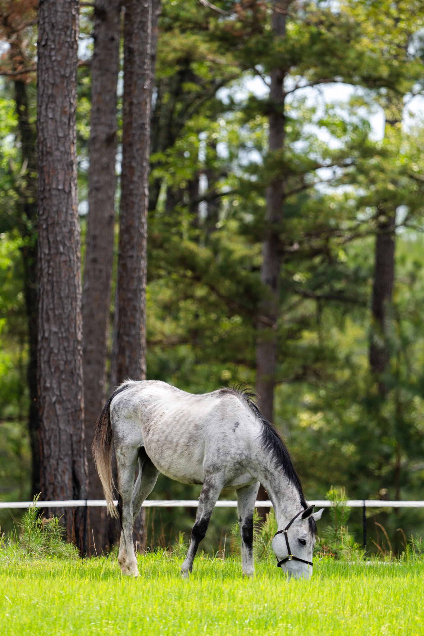 SAWTOOTH PLANTATION horses